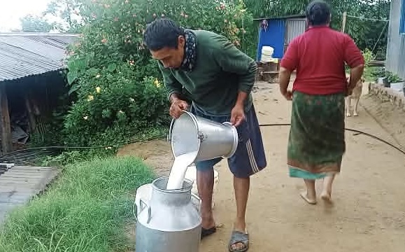 वर्षदेखि कृषि कर्ममा समर्पित घिसिङ–तामाङ दम्पती : दूध र तरकारी खेतीबाट आत्मनिर्भर जीवन ,