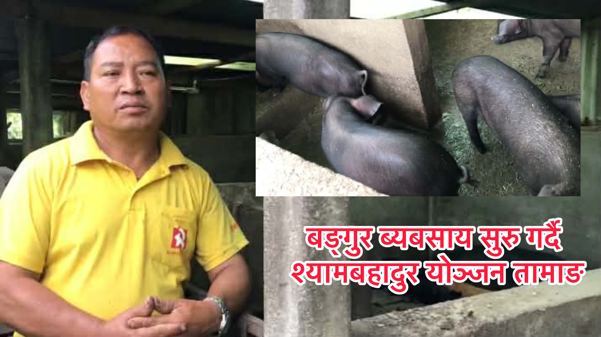 बजार अभाव र महँगो दानाबीच पनि बंगुरपालनमा श्यामबहादुरको निरन्तर संघर्ष